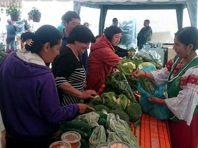 Germinar en el desierto: La agroecología frente a las políticas agrarias de la Revolución Ciudadana 2008 a 2017