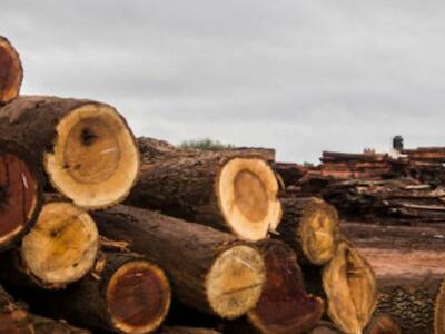 Gran Chaco: el segundo bosque más grande de Sudamérica camina hacia el colapso