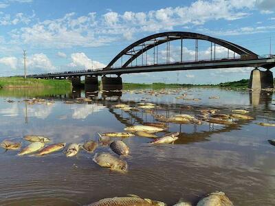 - Los peces muertos llegaron desde aguas arriba del Salado hasta la altura de Santo Tomé. Crédito: Fernando Nicola 