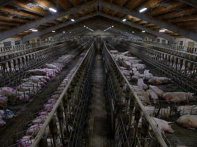Industria porcina china, sistema agroalimentario global y crisis ambiental. Reflexiones a partir del caso argentino