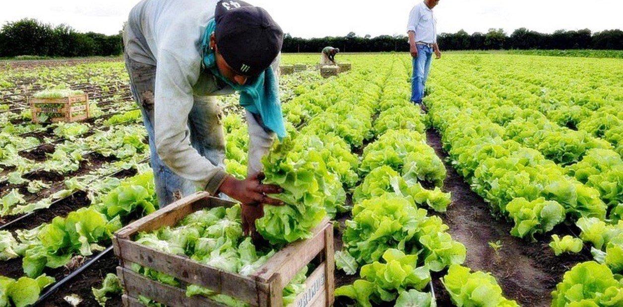 La agricultura campesina produce el 70% de los alimentos con el 25% de ...