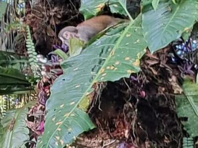 - Foto de Deysoi Hidalgo.