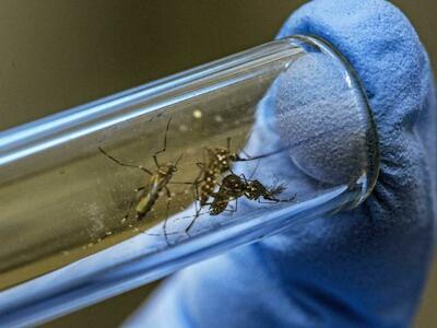 La defectuosa tecnología de los mosquitos transgénicos