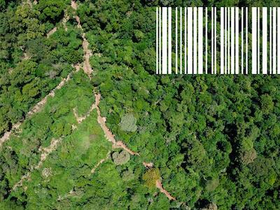 La economía de carbono: créditos de carbono, irregularidades e impacto social