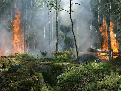 "La extensión, densidad y continuidad de las plantaciones forestales, facilita que los incendios se propaguen rápidamente" expresaron organizacione...