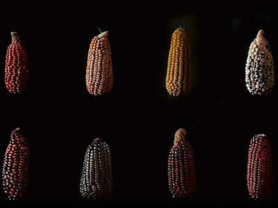 Muestra de variedades de maíz. En la fila superior, de izquierda a derecha: Rojo, Coralillo, Amarillo y maíz de ajo de hojas blancas y granos multicolores. En la fila inferior, Sangre de Cristo, Morado, Pinto rojizo y Rosa. ANA HOP