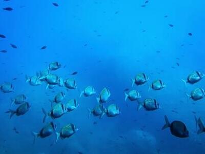 La minería en océanos podría alterar la cadena alimentaria marina