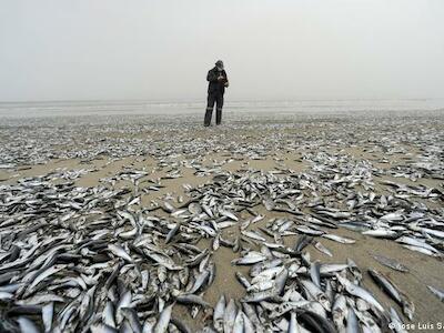 Escena apocalíptica: gran cantidad de peces muertos arrastrados por la corriente en Horcones, Chile, en febrero de 2021.
