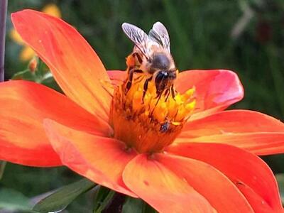 La pesadilla recurrente de las abejas: Glifosato