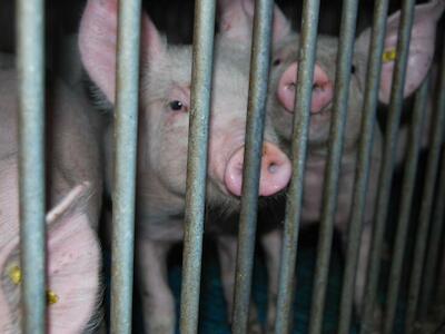 La peste porcina y los riesgos de la ganadería industrial