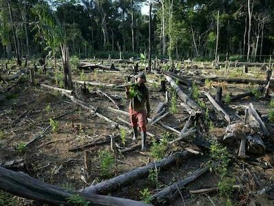 Un hombre carga una sierra eléctrica tras cortar árboles para seguir sembrando coca en el Guaviare, Colombia, el 6 de diciembre de 2021 Raul ARBOLEDA AFP