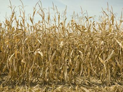 La sequía está causando estragos en los cultivos de maíz en RS y las consecuencias se harán sentir en toda la sociedad