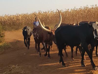 Un pastor de Uganda con una raza nativa de vacas de cuernos largos de la región de Ankole en la búsqueda de pastos, en un área donde las tierras fueron acaparadas por una empresa extranjera para instalar una plantación. Foto: GRAIN