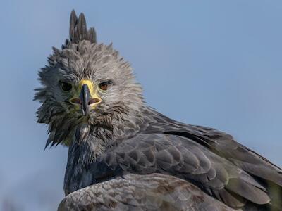 Águila coronada. Foto: Tomás Cuesta