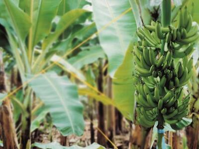 Las nuevas medidas económicas dictadas por el actual régimen benefician al agronegocio del banano 