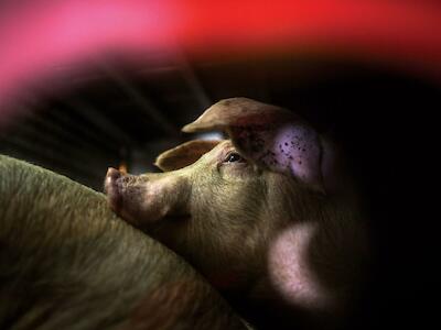 Las razones para oponerse a la instalación de granjas porcinas