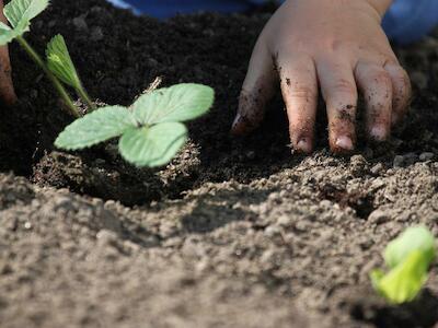 Longevidad y agricultura 