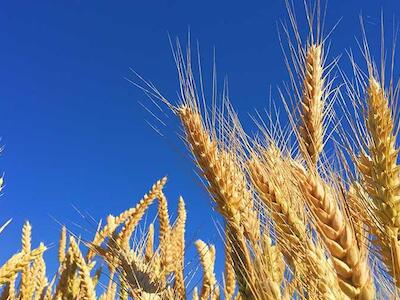 Los riesgos de ensayar un trigo manipulado genéticamente