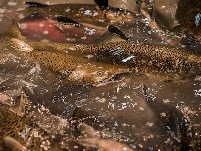 Primer plano de un salmón Chinook en un tanque de incubación de peces, 2019. Foto: iStock - Adri