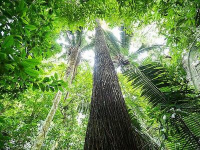 Lucro para desmatar, lucro para reflorestar: a Amazônia no mercado de carbono