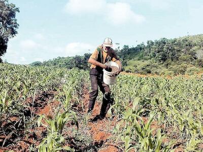 Maíz criollo: un experimento arrojó resultados alentadores