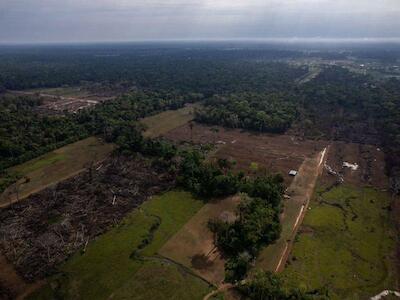 Tala masiva causada por comuniades menonitas en la Amazonía peruana - Foto: Marco Garro