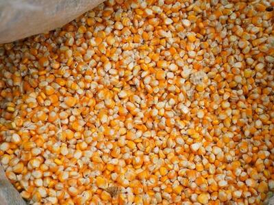 México aumentó 1000% importación de maíz, con TLCAN-TMEC