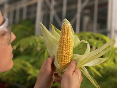 México libre de transgénicos: El Covid19 ha potenciado las malas prácticas de la agroindustria