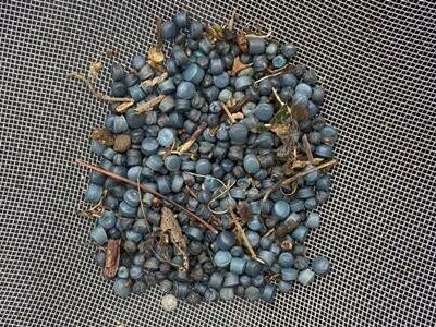 Microplásticos suman otro problema, el transporte de patógenos y bacterias 