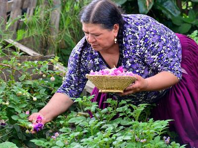 Mujeres y su vida entregada a la sabiduría de las plantas