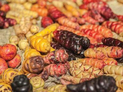 - Tuberosas nativas: olluco (Ullucus tuberosus), mashua (Tropaeolum tuberosum) y oca (Oxalis tuberosum), cultivos emblemáticos de Kichki, presentados por una familia en el Muru Raymi de 2019. Raza Nabazaite