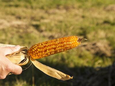 Nada nuevo bajo el sol: sigue la contaminación transgénica de maíces criollos en Uruguay
