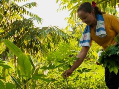 - Recogiendo hortalizas que crecen entre los árboles en el proyecto de agroecología y agrosilvicultura de Sungai Buri, en el noreste de Sarawak.