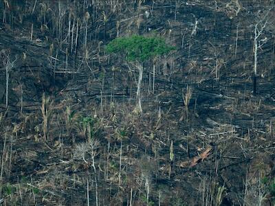 Naturaleza en llamas: Incendios y agronegocio en el Cono Sur