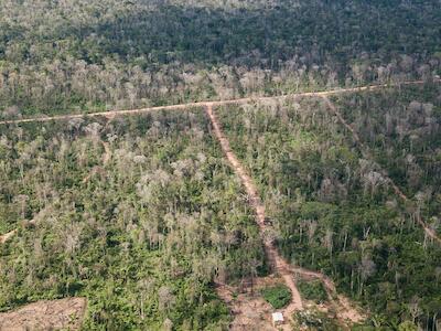 No Mato Grosso, grilagem e desmatamento avançam sobre assentamento da reforma agrária