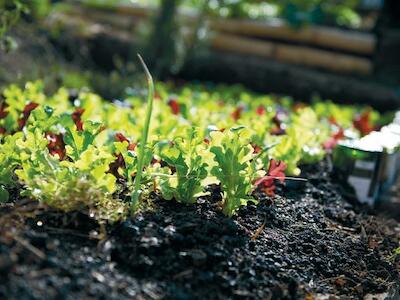 Nueva aproximación a debatir sobre agroecología, caballo de Troya