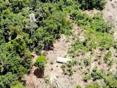 Nuevas vías atraviesan territorios indígenas y desatan deforestación