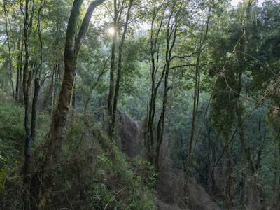 Nuevo reporte propone que los Mercados Voluntarios de Carbono estarían retrasando la acción climática en lugar de impulsarla