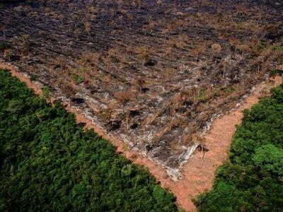 Segundo Wallace, as florestas “são como uma caixa que guarda alguns dos patógenos mais perigosos”; por isso, o desmatamento está diretamente ligado ao surgimento de novas doenças (Foto: Ibama)