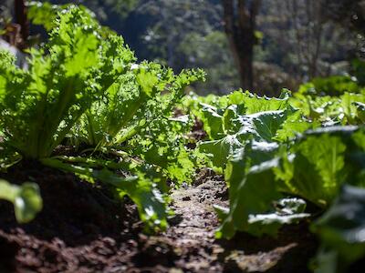 Horta familiar agroecológica em Juquitiba, interior de São Paulo. ©Teia Documenta / Greenpeace Brasil