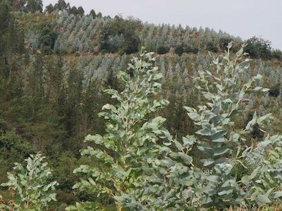 Organizaciones exigen "declarar una moratoria sobre nuevas plantaciones de pinos y eucaliptos"