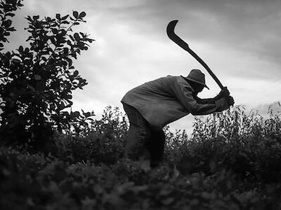 Os retrocessos do governo na política agrária, agrícola e ambiental 