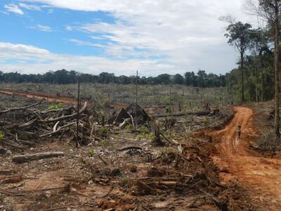 Palma aceitera en Perú: una destrucción que avanza en la Amazonía