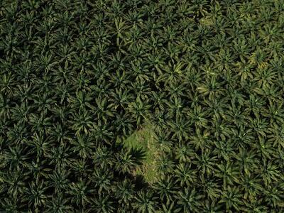 A partir de la década de los noventa, las palmas de aceite comenzaron a sembrarse en Chiapas con mayor intensidad. Foto: Isabel Mateos