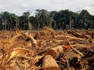 Pandemia, degradación ambiental y menor biodiversidad