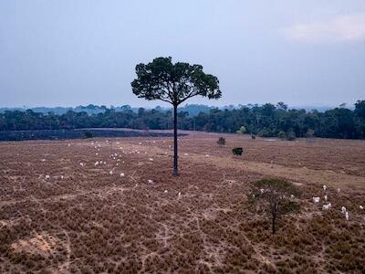 Mais de 40% do rebanho bovino brasileiro é criado na Amazônia. Acima, rebanho pasta em fazenda queimada na região de Nova Bandeirantes (MT) (Foto: Fernando Martinho/Repórter Brasil/29.08.2022)