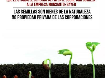 Peligroso fallo le reconoce a Monsanto/Bayer el derecho de patente sobre las semillas