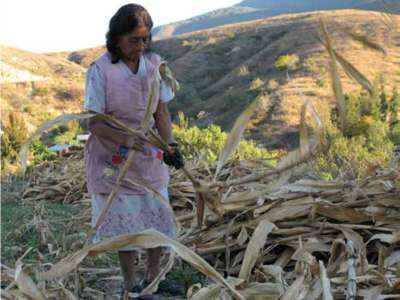 El final de la cosecha. Foto: Adán Paredes