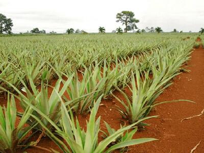 Piña: el fruto dorado que amenaza con envenenarnos