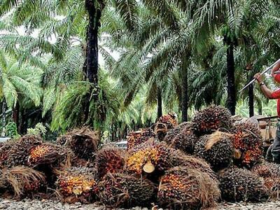 Plantaciones de palma aceitera en Chiapas, México: mujeres en lucha contra el control territorial y la violencia